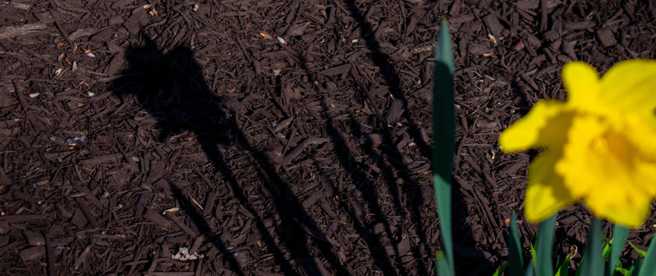 Mulch absorbing sunlight over landscape bed in Arlington, VA.