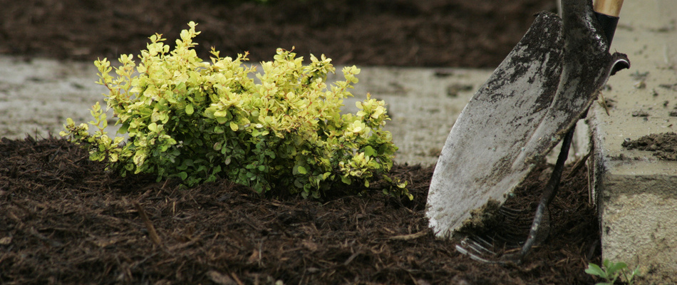 A healthy yellow shrub surrounded by fresh mulch installed by our team in front of a home in Arlington, VA.