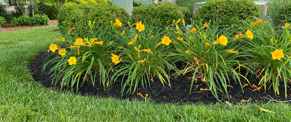 Mulch covering for plantings in a landscape bed in Arlington, VA.