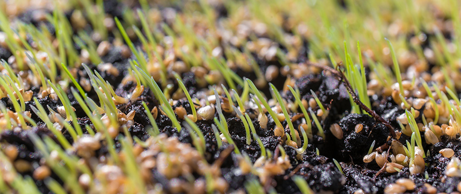 An overseeded lawn that is now growing in healthy and strong.