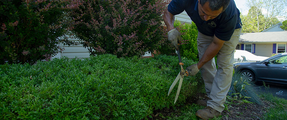 Professionals shaping shrubs in a landscape bed in Arlington, VA.