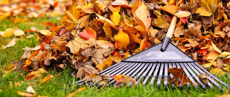 Our landscaping specialist actively raking fall colored leaves on a property in Centreville, VA.