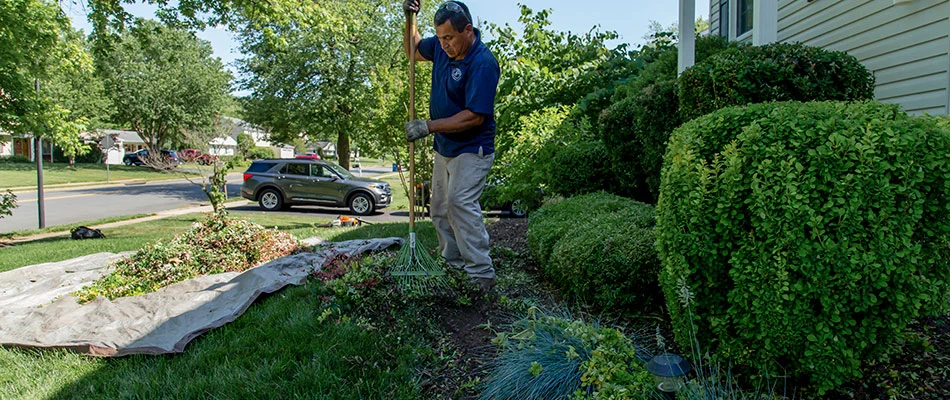 A man raking debris, trimmings and weeds from a landscape bed in Fairfax, VA.