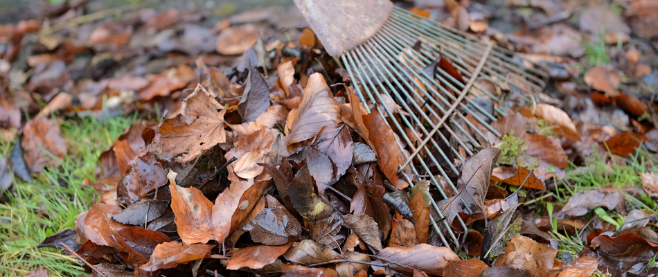 Our landscaping professional raking leaves for a spring cleanup in McLean, VA.