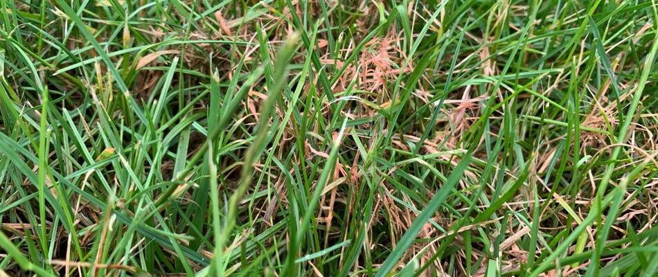 Red thread lawn disease found on a potential client's lawn and in need of treatment in Arlington, VA. 