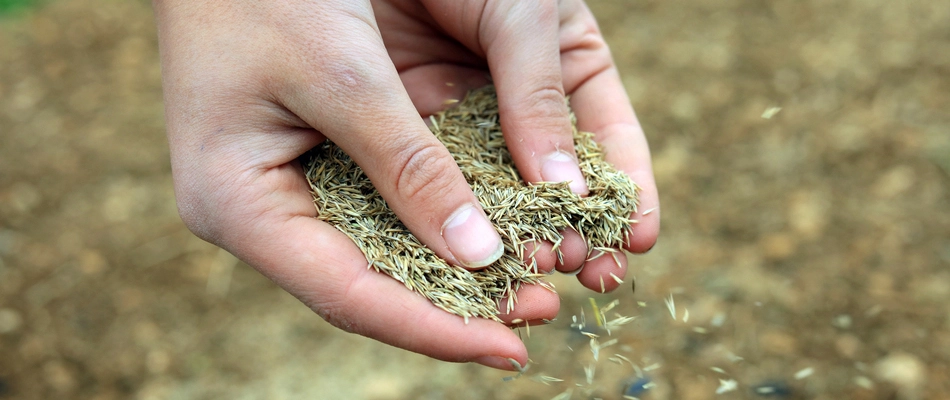 Our lawn specialist spreading seeds to grow a new lawn in Leesburg, VA.