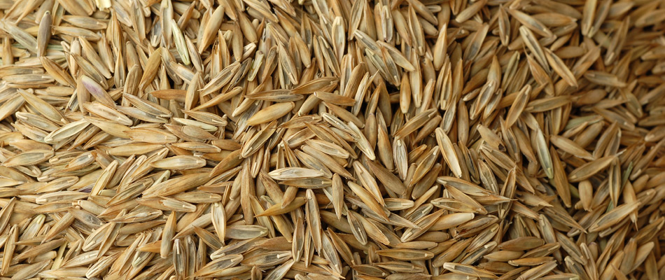 Pile of seeds ready for service in Herndon, VA.