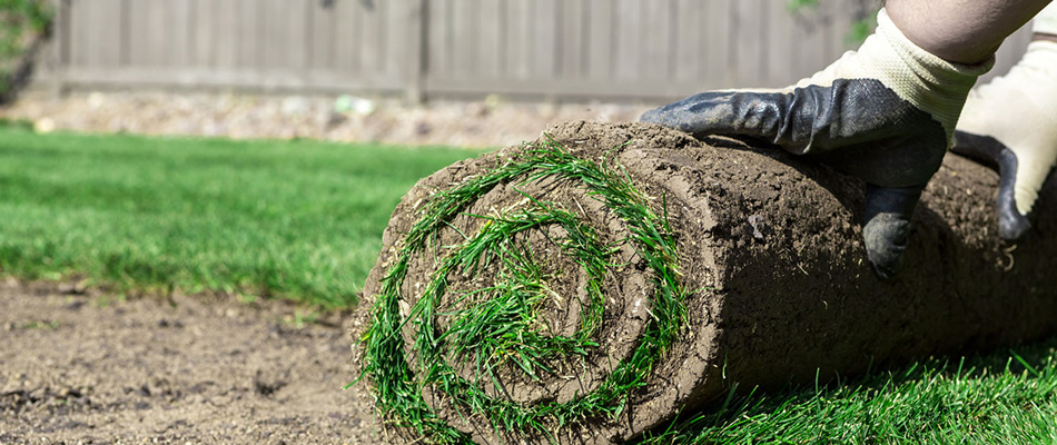 New sod being rolled out into a new lawn.