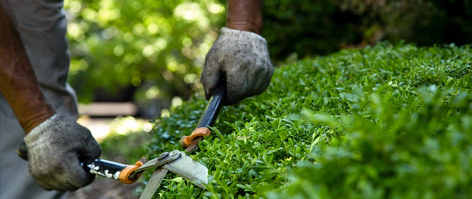 Close up of gloves trimming a shrub before a blurred background.