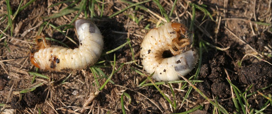 Two grubs found in the grass in need of extermination by a home in Manassas, VA. 