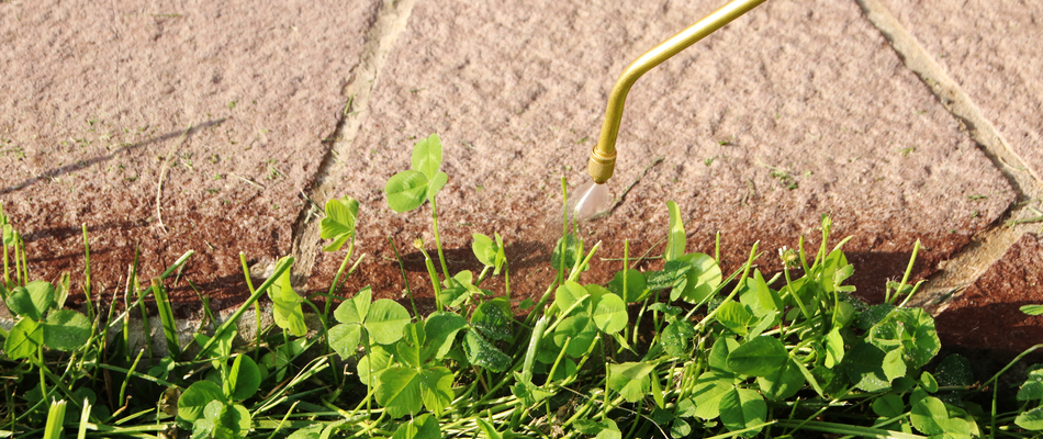 Our weed control specialist spraying a landscape bed in Winchester, VA.