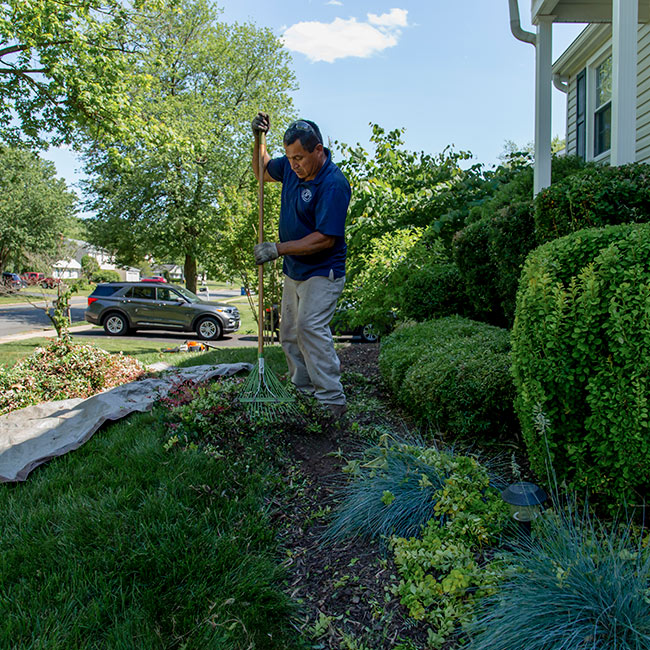 A man is raking debri from a landscape bed during a routine fall cleanup.