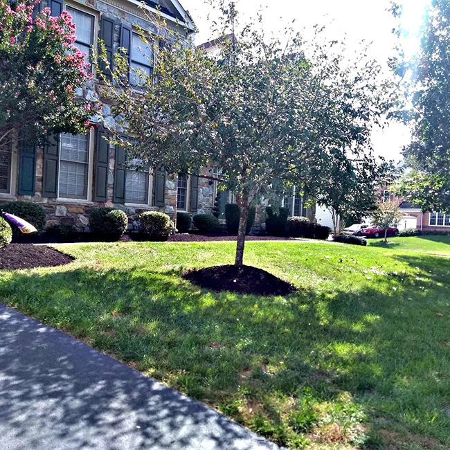 A lawn recently cleared of all leaves and debris with a small tree and home in the background.