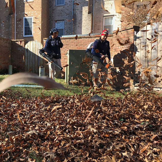 A man is using a leaf blower to blow leaves and twiggs off of a lawn near Arlington, VA.