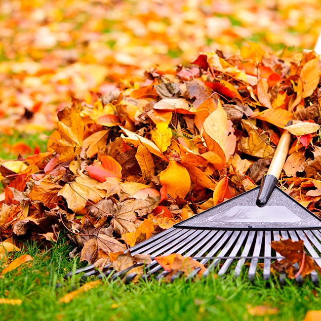 A pile of leaves being removed from a customer's lawn near Arlington, VA.