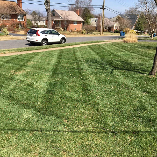 A freshly mowed and aerated lawn with a car and neighborhood in the background.